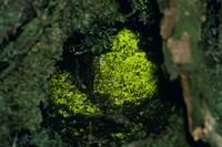 ヒカリゴケ 32056000376.jpg