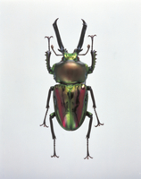 ニジイロクワガタのオス の写真素材 イラスト素材 アマナイメージズ