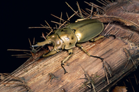 オウゴンオニクワガタ[32070001717]の写真・イラスト素材｜アマナ