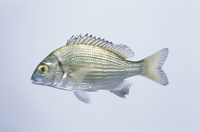 ミナミクロダイ　剥製 32071001982.jpg