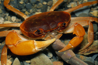 ミミズを食べるサワガニの口[32071002696]の写真・イラスト素材