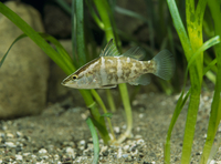 アカメ幼魚さん専用 アカメ幼魚さん専用 アカメ 20～23㎝ | すべての商品 | エキゾチック