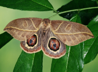 翅の目玉模様を見せて威嚇するオオキベリメダマヤママユ[32073000455