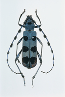 ルリボシカミキリ 標本[32073000651]の写真・イラスト素材｜アマナ