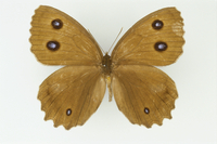 ☆『まみふぁ☆ムラサキシキブジャノメチョウ ♂標本 32073000680.jpg