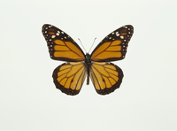 ★蝶　三角紙標本　カナダケベック州産　オオカバマダラ等まとめて100以上で ☆蝶 三角紙標本 カナダケベック州産 オオカバマダラ等まとめて100以上で