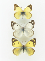 ツートン異常型 モザイク？ 蝶標本 モンキチョウ 昆虫標本 研究用 貴重標本 32073000743.jpg