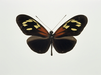 希少 エラートドクチョウ等南米蝶標本採取現状品のみケース42x32x6cm 希少 エラートドクチョウ等南米蝶標本採取現状品のみケース42x32x6cm