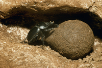 ティフォンタマオシコガネ（ヒジリタマオシコガネ）のメス 飼育