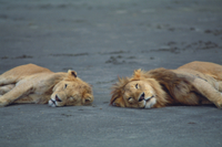 ライオンの昼寝 ライオンの昼寝~Lion is sleeping - YouTube