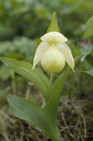 ほ*郎様 アツモリソウ hoteiatu