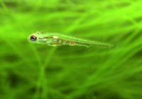 メダカ 孵化直後の稚魚 の写真素材 イラスト素材 アマナイメージズ