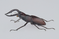 ノコギリクワガタのオス標本（横から）[32098000144]の写真・イラスト