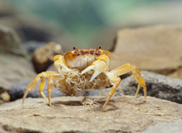 親から離れるサワガニの幼体[32098001374]の写真・イラスト素材