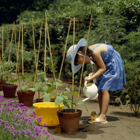 アサガオ 育つ苗 水やり の写真素材 イラスト素材 アマナイメージズ