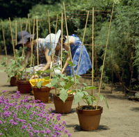 アサガオ 育つ苗 水やり の写真素材 イラスト素材 アマナイメージズ