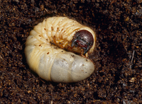 カブトムシの終齢幼虫 の写真素材 イラスト素材 アマナイメージズ