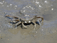 ハサミで泥を掬って口に運ぶヤマトオサガニの雌[32105000633]の写真