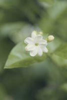 マツリカ アラビアンジャスミン 花クローズアップ の写真素材 イラスト素材 アマナイメージズ