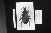 イボハダオサムシ標本 C. (Procerus) gigas pannasciu Carabus(Procerus)gigas 標本[32127000041]の写真・イラスト素材