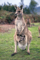 スワロフスキー　カンガルー親子 スワロフスキー カンガルー親子