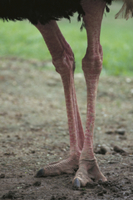 ダチョウの足[32141000154]の写真・イラスト素材｜アマナイメージズ