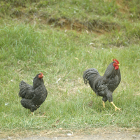 ニワトリ 32141000803.jpg