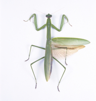 アザミカマキリ雌　立体標本 オオカマキリ 立体標本（昆虫標本＞カマキリ(グリーン) 3D立体