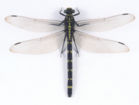 オニヤンマ科 標本 Ar オニヤンマ科 標本 Ar