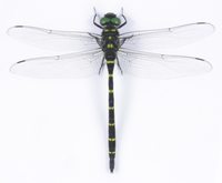 オニヤンマのオス （標本）[32146000352]の写真・イラスト素材｜アマナ