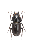 リュウキュウコクワガタ 超特大標本 リュウキュウコクワガタ（沖縄県