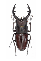 トクノシマノコギリ♂標本セット トクノシマノコギリ♂標本セット