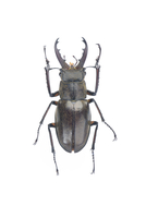 ミヤマクワガタ オス ヤマ型 小型個体 標本[32146003015]の写真