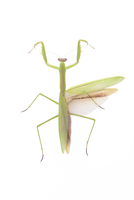 アザミカマキリ雌　立体標本 アザミカマキリ雌 立体標本