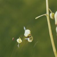 実がはじけてタネを飛ばすホウセンカ の写真素材 イラスト素材 アマナイメージズ