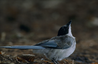 オナガの若鳥 水場 の写真素材 イラスト素材 アマナイメージズ