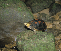 ヤエヤマセマルハコガメ[32179000036]の写真・イラスト素材｜アマナ