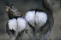 シカのしっぽとイノシシのしっぽ シカのしっぽとイノシシのしっぽ