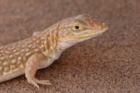 ナミブ砂漠にすむトカゲ[32182001994]の写真・イラスト素材