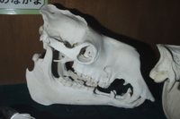 ★ 貴重！高品質！ フタコブラクダの頭骨 ブタの全身骨格標本（オス） - 頭骨・骨格標本・剥製販売 【Core-Box】