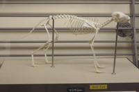 キツネ（ホンドキツネ） 骨格[32182004227]の写真・イラスト素材