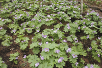 シラネアオイ 栽培 の写真素材 イラスト素材 アマナイメージズ