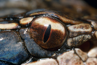 マムシの目 の写真素材 イラスト素材 アマナイメージズ