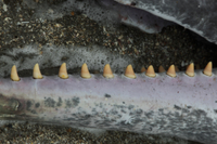 クジラの歯 クジラの歯化石 - トイロ石