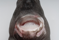 サメ 歯 現生 ヨロイザメ 140mm [ZZ22] サメの歯 顎 アゴ 顎骨 レア 希少