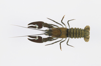 心臓穿ちのヴェル　銅製　ザリガニ　在銘 ザリガニのオスメスの違いと見分け方 - ザリガニJAPAN！