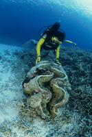 オオシャコガイ[32186003849]の写真・イラスト素材｜アマナイメージズ