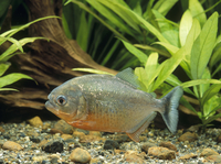 ピラニア ナッテリー の写真素材 イラスト素材 アマナイメージズ