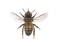 ミツバチの標本 オオスズメバチ(働き蜂メス) , 昆虫標本 , 蝶の標本 販売・通販