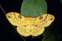 ハグルマヤママユ 羽化間もないメス[32191000780]の写真・イラスト素材